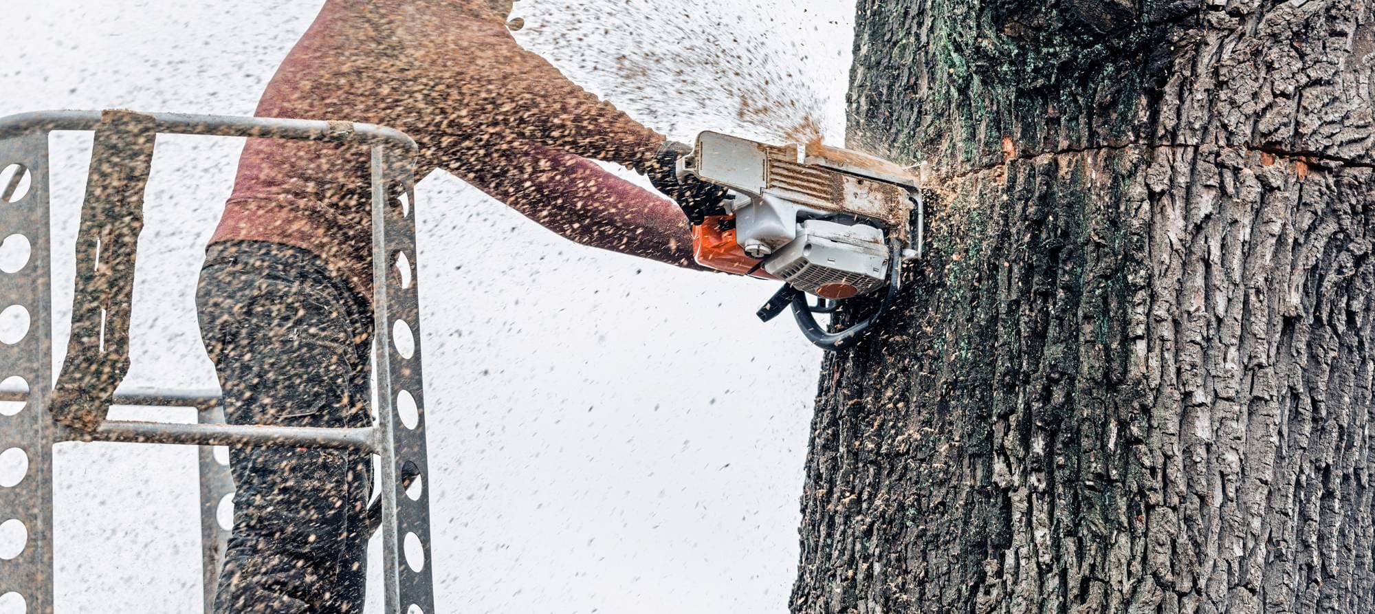 Arborist cutting through a large tree trunk with a chainsaw in Mansfield, MA