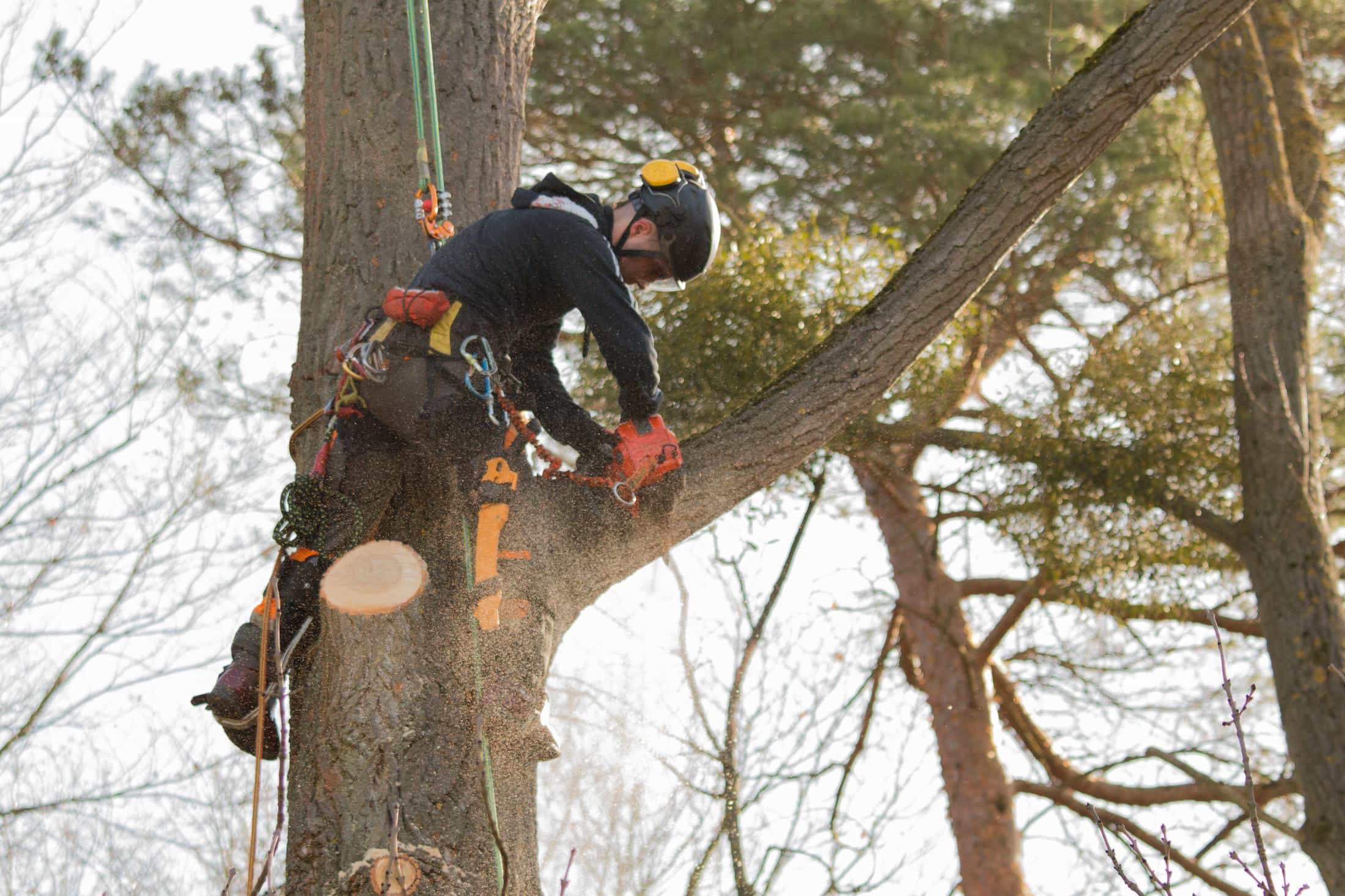 Mansfield, MA arborist climbing a tree and pruning a limb with a chainsaw