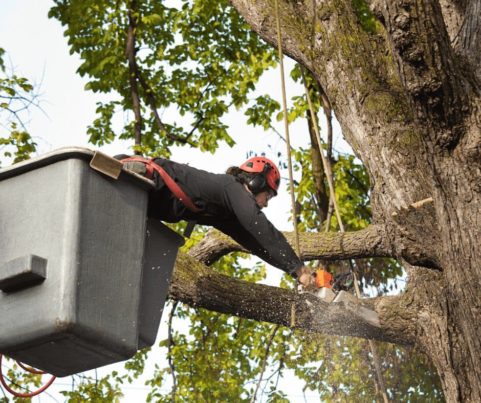 How Much Can You Trim at Once Without Harming the Tree