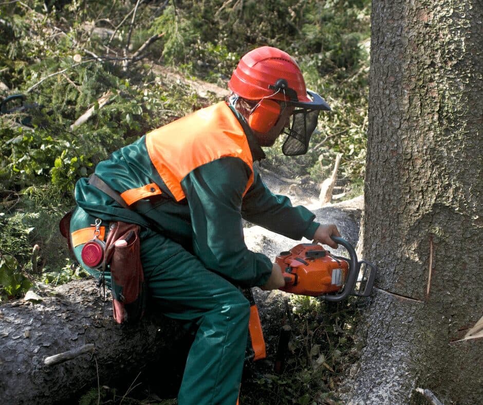 Do I Need a Permit to Remove a Tree on My Property in Mansfield