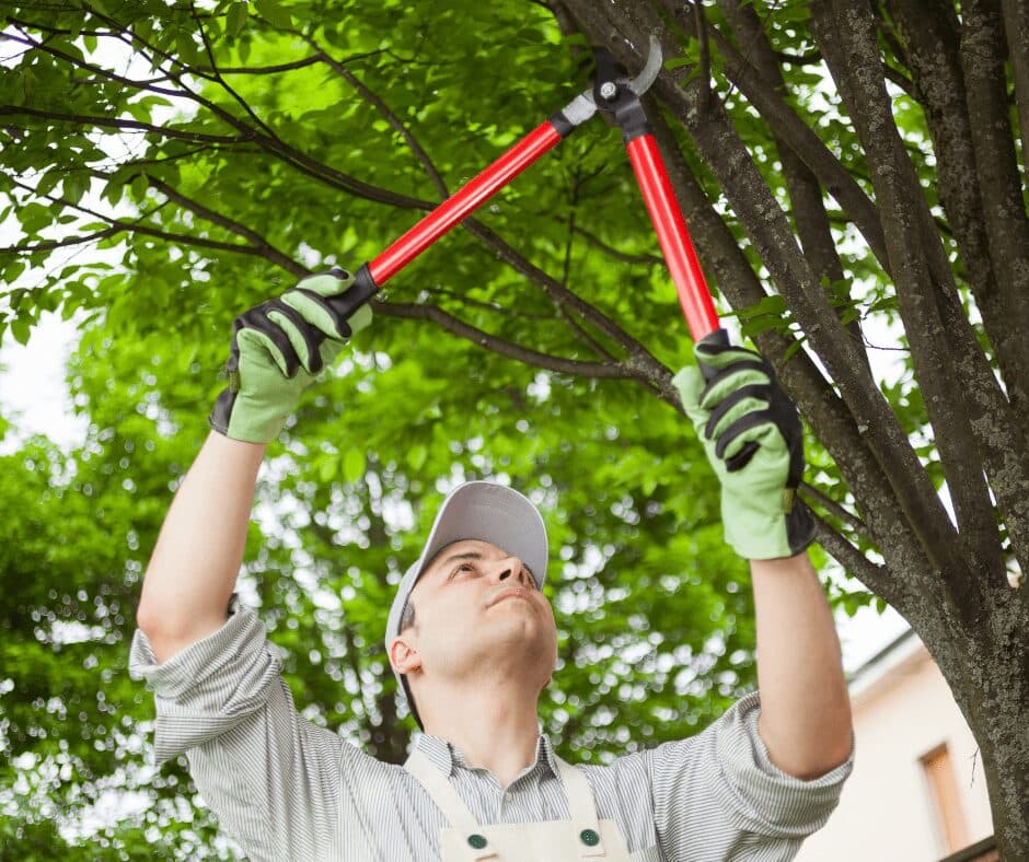 How Preventive Pruning Cuts Next Season’s Storm Cleanup Costs