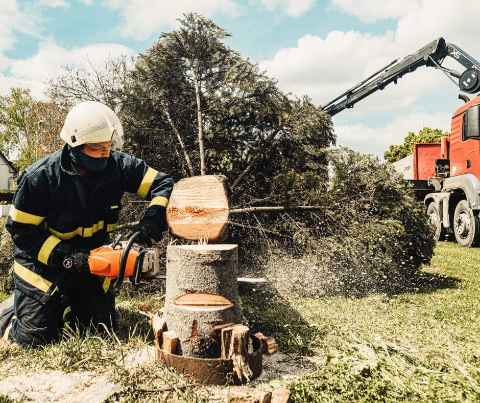 What Does Professional Tree Removal Cost in Mansfield and What Changes the Price