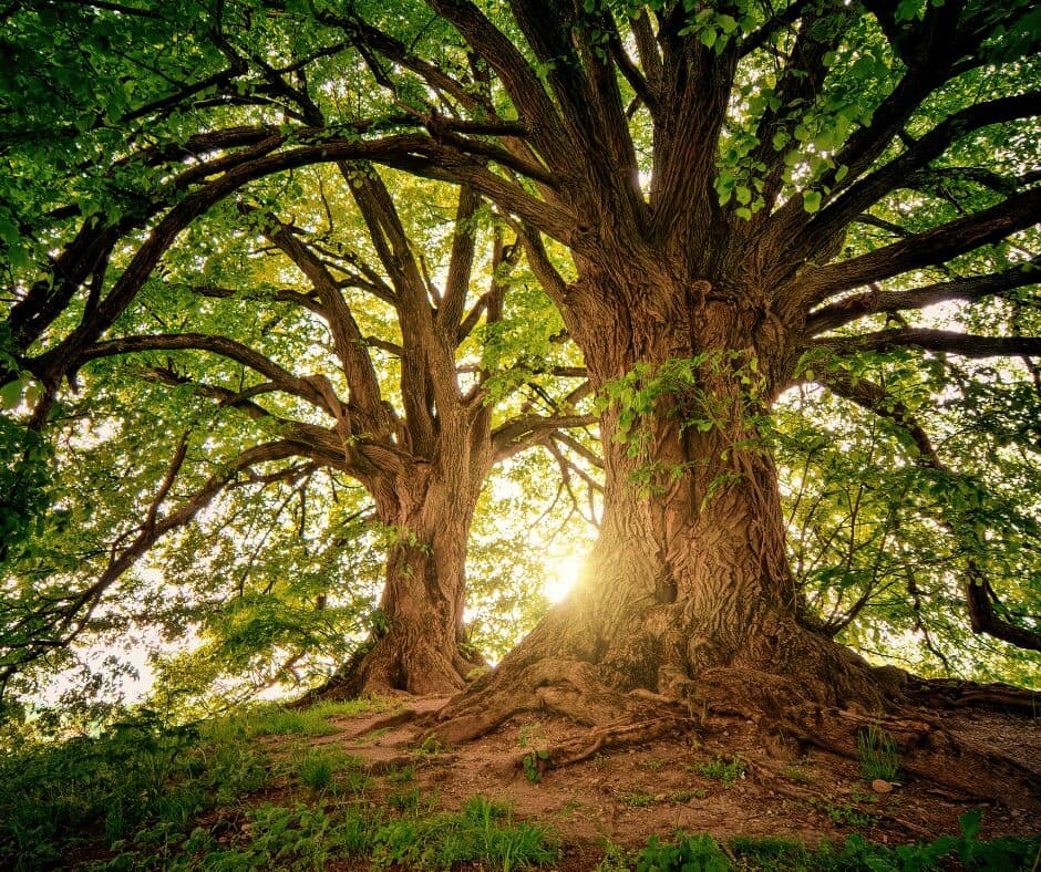 Five Early Warning Signs a Tree Is Unsafe Even If Leaves Look Fine