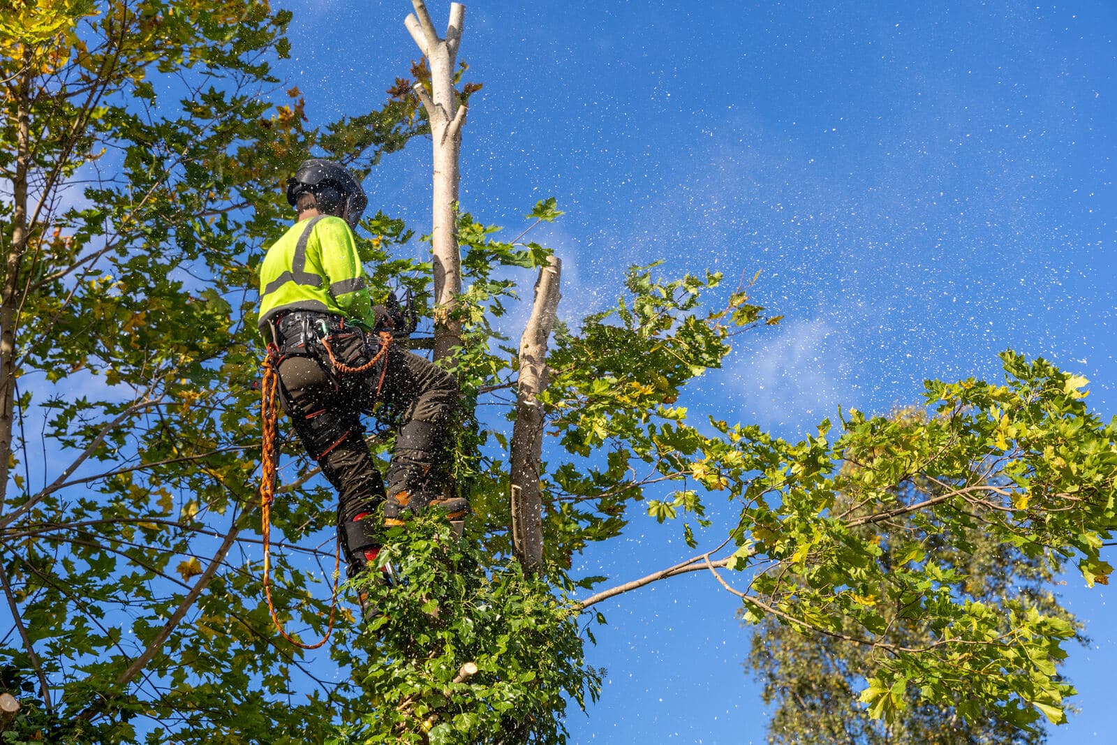 Arborist climbing high into a maple tree to prune branches in Mansfield, MA