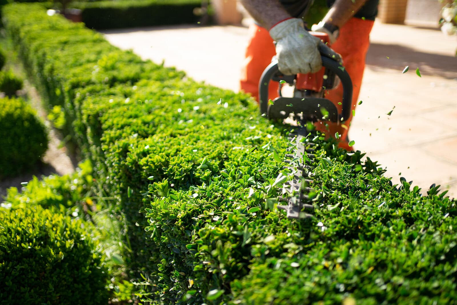 Gas hedge trimmer shaping a boxwood hedge on a Mansfield property