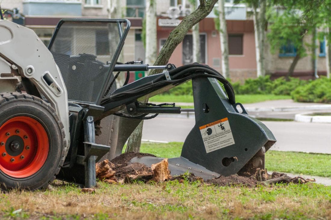 Stump grinding service removing a tree stump in Mansfield, MA