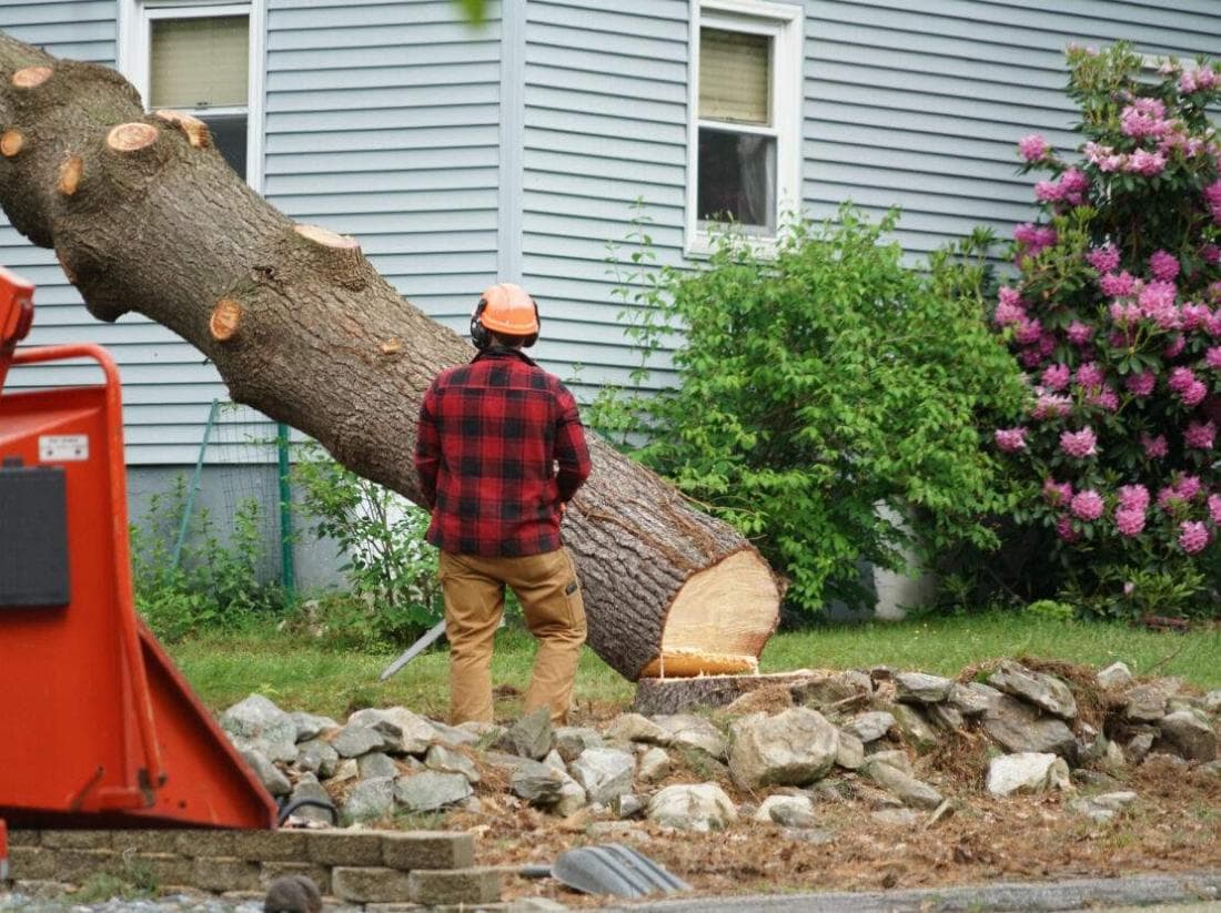 Tree clearing crew removing trees to open up a Mansfield property